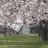 花いかだ The Cherry Blossom Petals Falling On Water