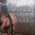 Charlotte Dujardin Whips Horse More Than 20 Times In Video Shared With The Guardian