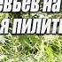 вырубка деревьев на участке какие деревья пилить можно а какие нет