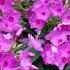 풀협죽도 불꽃 같은 열정의 꽃 How To Grow Garden Phlox Phlox Paniculata