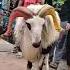 Bakrid Goat In Tamil In Chennai Royapuram Youtubechannel Inchennai Ytshorts Shortvideo