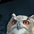 Owls Hooting At Night 8 Hours Of Owl Sounds Hoot Hoot