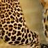 The Cheetah A Fatal Speed Untamed Africa Pierre Arditi Documentary BF