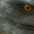 Prehistoric Planet Did Velociraptor Have Feathers Apple TV