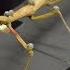 How A Stick Insect Walks ScienceTake