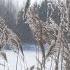 Wind Noise And The Rustle Of Dry Grass On A Winter Day Nature Sounds For Relaxation And Sleep