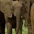 Mystery Of Elephant Infrasounds Revealed Animal Super Senses BBC Earth