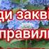 Як правильно відправити гортензію на зимування