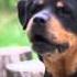 Rottweiler Barking Very Scary