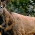 Red Deer Rut In The Šumava National Park 2020