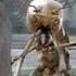 Termites Want In Orkin Commercial Is That Oak