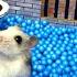 Hamster Escapes The Awesome Maze For Pets In Real Life In Hamster Stories Part 3