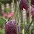 Guinea Hen Flower Or Snake S Head Fritillaria Meleagris How To Grow Fritillaria