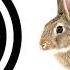 Rabbit Sound Effect ProSounds