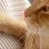 When Cats Become Your Best Friend The Cutest Cat Moments Ever Cute Cat Videos