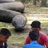 Anaconda Snake Attack On Village Boy In Forest Card Playing Time