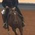 IRISH A SHINE 2011 AQHA World Show Sr Reining