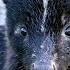 The Skunk A Real Havoc Reeker Wildlife Documentary Wild America Real Wild