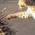 Hungry Leopard Gets Defeated By Prickly Porcupine