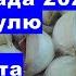 21 листопада 2024 озимі часник та цибулю посолили та посадили в сприятливий час Лева