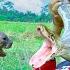 Brave Ethnic Girl Rescues Sphynx Cat From Giant Python Attack Mountain VN