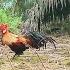 Ayam Hutan Ganas Mikat Ayam Hutan Merah