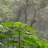 Tropical Rainstorm Sounds In Rainforest Rain White Noise No Thunder