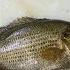 How To Fillet A Rock Bass Quick And Easy With No Bones