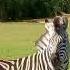 Zebra Mating Animal Videos