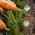 Genius Way To Sow Carrots No More Carrot Thinning Or Weeding From Seed To Harvest