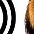 Lion Sound Effect ProSounds