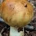 Валуй Russula Foetens Как выглядит гриб на месте произрастания