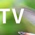 Cat TV 2020 5 Hours Hummingbirds Beautiful Birds For Cats To Watch Nature Sounds