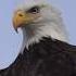 Next Bald Eagle Call Remix Music Anime Eagle Powerful