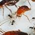 Ants Became Friends With Cockroaches How Is This Possible I Didn T Expect This