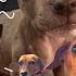 60 Minutes Of The Best And Bravest Dogs 1 Hour Of Animal Videos For Kids Dodo Kids