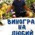 Величезний огляд винограду Виноград який ви ще не бачили