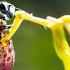 Sneaky Orchid Tricks A Wasp The Green Planet BBC Earth