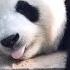 Panda Funny Moment Videos Compilation