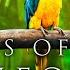 4K Breathtaking Colorful Birds Of The Rainforest 1HR Wildlife Nature Film Jungle Sounds In UHD