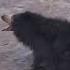 MOTHER SLOTH BEAR ATTACKING ON OTHERS