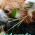 Red Panda One Of The Cutest And Rarest Animals In The Wild Shorts Shorts Youtubeshorts Animals