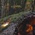 BUILDING A WARM And COZY Secret Cave In A Fallen Tree For SURVIVAL In Rain