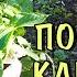 Что БУДЕТ если посадить КАРТОШКУ в МЕШКИ Результат ЭКСПЕРИМЕНТА и ВЫВОДЫ НА БУДУЩЕЕ