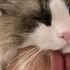 Purring Is The Best Sound To Put To Sleep Cute Cats Sleep With Owner