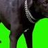 Dog Barking Green Screen Effects HD Footage No Copyright