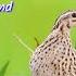 Night Sounds For Quail Hunting Batair Ki Awaz Rat Ki New