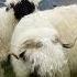 Valais Blacknose Sheep