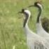 Paartje Kraanvogels In Twente Zelf Geschoten Vroege Vogels