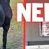 3 New Animals For Bauke Is There A Horse Pregnant And Much More Friesian Horses